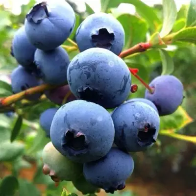 Голубика ДЮК в Бресте