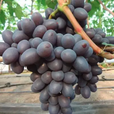 Виноград ПОДАРОК НЕСВЯТАЯ в Бресте