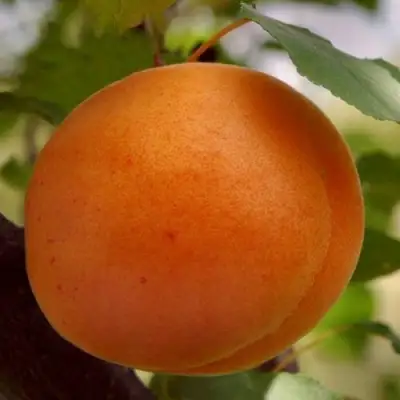 Абрикос ОЛИМП в Бресте