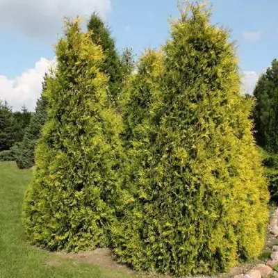 Туя АУРЕОСПИКАТА западная в Бресте
