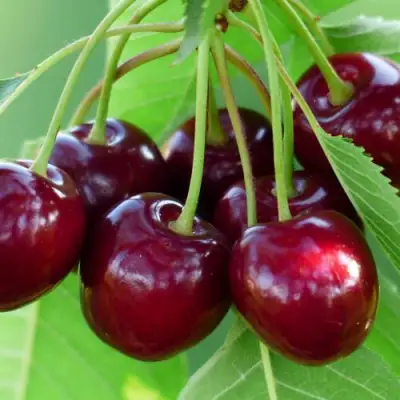 Дюк ЖИВИЦА (ЧЕРЕВИШНЯ) в Бресте