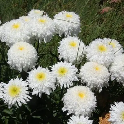 Нивяник ФИОНА ГОГХИЛЛ великолепный в Бресте