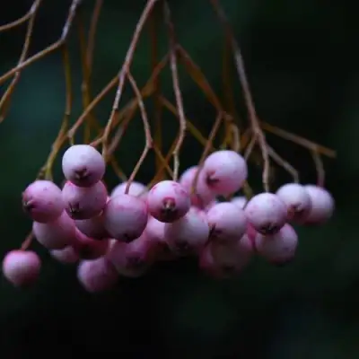 Рябина ПЕКИНСКАЯ сладкоплодная в Бресте