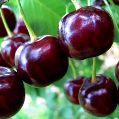 Дюк ЧУДО-ВИШНЯ в Бресте