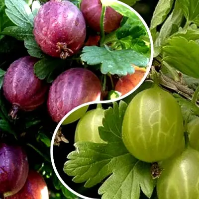 Комплект РЕДКИЙ СЧАСТЛИВЧИК в Бресте