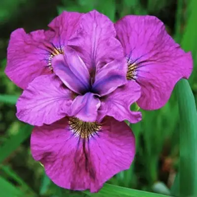 Ирис СИ Я ЛЕЙТЕР сибирский в Бресте