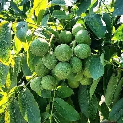 Грецкий орех  ИЗЯЩНЫЙ в Бресте