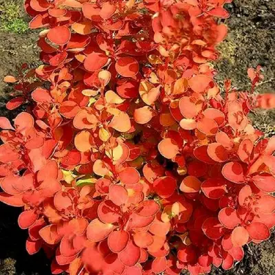 Барбарис ОРАНЖ ФАЙЕР тунберга в Бресте