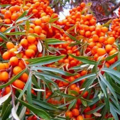 Облепиха ВОРОБЬЕВСКАЯ в Бресте