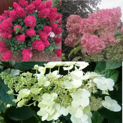 Комплект САД ЭМОЦИЙ в Бресте