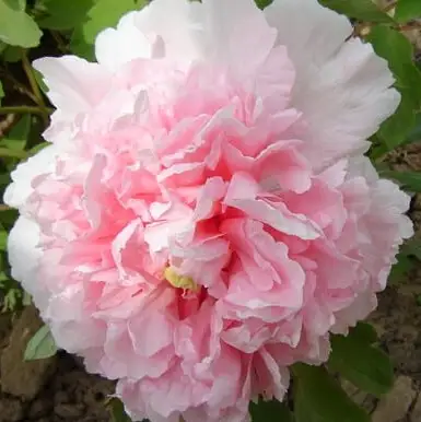 Пион БУКЕТ РОЗОВЫХ ГВОЗДИК древовидный в Бресте