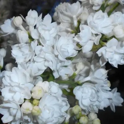 Сирень МИСС ЭЛЕН ВИЛМОТТ в Бресте