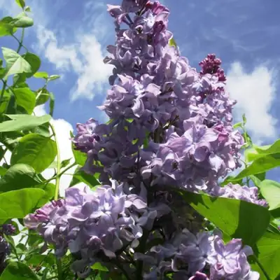 Сирень КРЫЛЬЯ НАДЕЖДЫ в Бресте