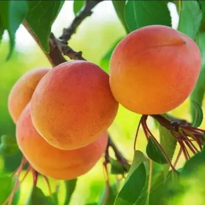 Абрикос ДЕБЮТ в Бресте