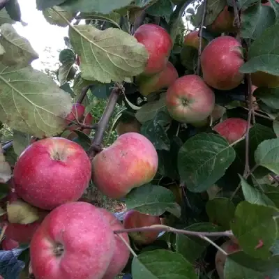 Яблоня АЛЬВА в Бресте