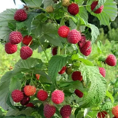 Малина БРУСИЛОВСКАЯ в Бресте