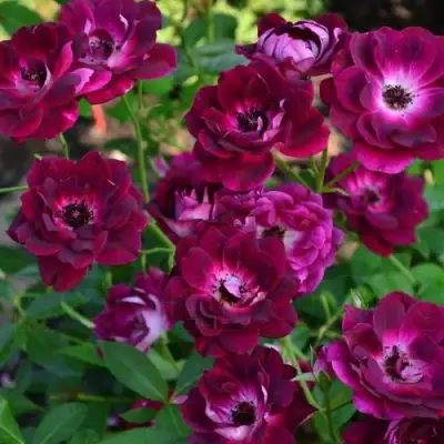 Роза БУРГУНДИ АЙС флорибунда в Бресте