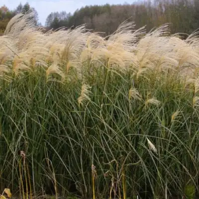 Мискантус ВАНИЛЛА СКАЙ китайский в Бресте