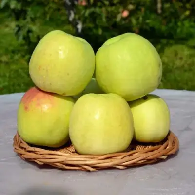 Яблоня БИРСКОЕ ГРУШЕВОЕ (БИЧИК) в Бресте