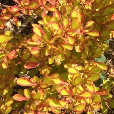 Барбарис САММЕР САНСЕТ тунберга в Бресте