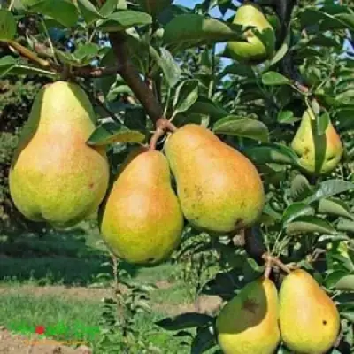 Груша ДОБРЯНКА в Бресте