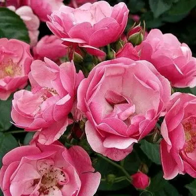 Роза АНГЕЛА флорибунда в Бресте