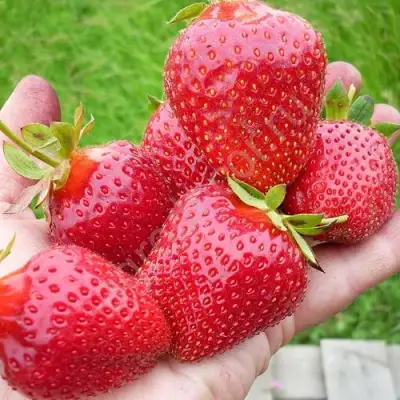 Клубника ЭЛИАНЕ в Бресте