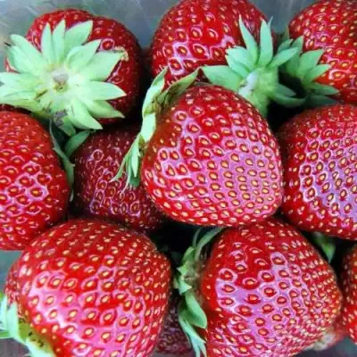 Клубника МАЛЬВИНА в Бресте