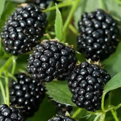 Ежевика ТРИПЛ КРАУН бесшипная  в Бресте