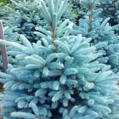 Ель МАДЖЕСТИК БЛЮ колючая в Бресте