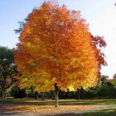 Клен серебристый в Бресте