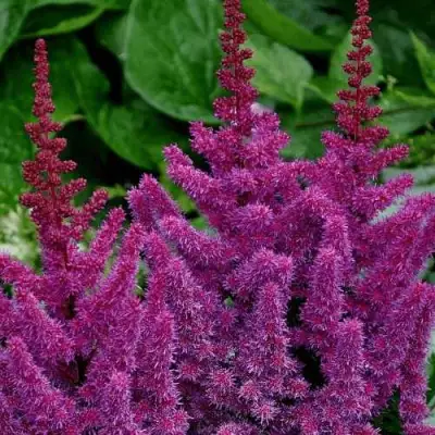 Астильба БЛЭК ЭНД БЛУ китайская в Бресте