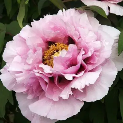 Пион РОЗОВАЯ РЕКА древовидный в Бресте