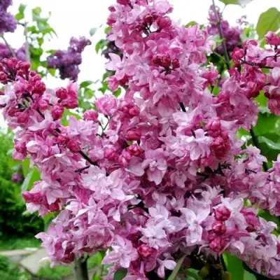 Сирень ОЛИМПИАДА КОЛЕСНИКОВА в Бресте