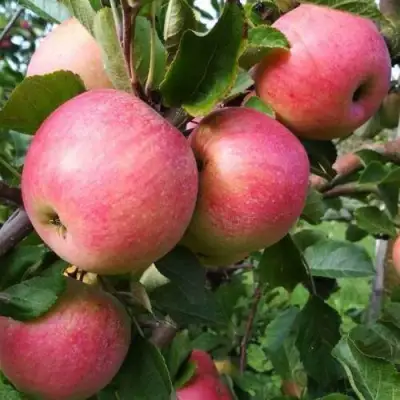 Яблоня ТЕРЕМОК в Бресте