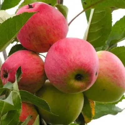 Яблоня МЕЧТА в Бресте