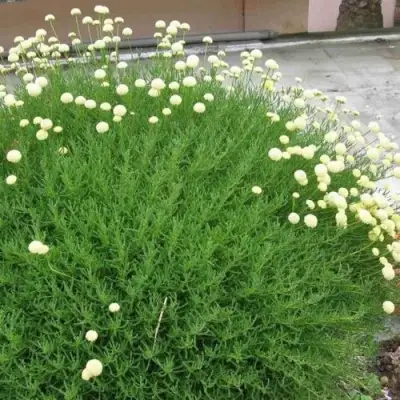 Сантолина зеленеющая в Бресте