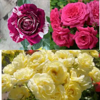 Комплект РОЗОВЫЙ АКЦЕНТ в Бресте