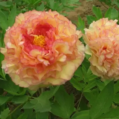 Пион ЗОЛОТАЯ РОССЫПЬ древовидный в Бресте