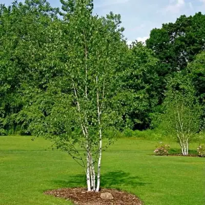 Береза бумажная в Бресте