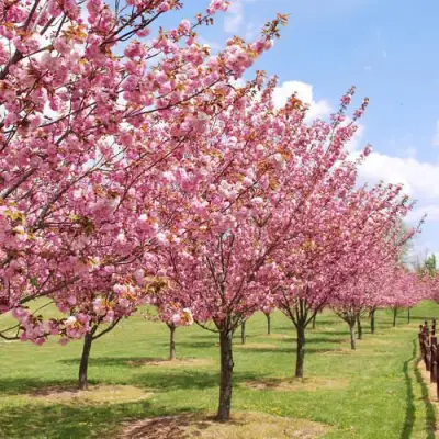 Сакура КАНЗАН в Бресте