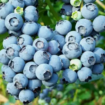 Голубика ПУРУ в Бресте