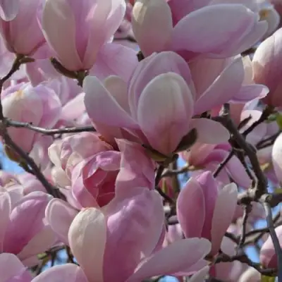 Магнолия ГАЛАКСИ в Бресте