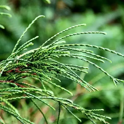 Туя ВИПКОРД складчатая в Бресте