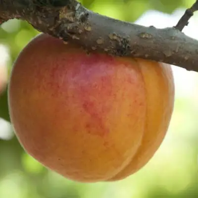  АПРИУМ в Бресте