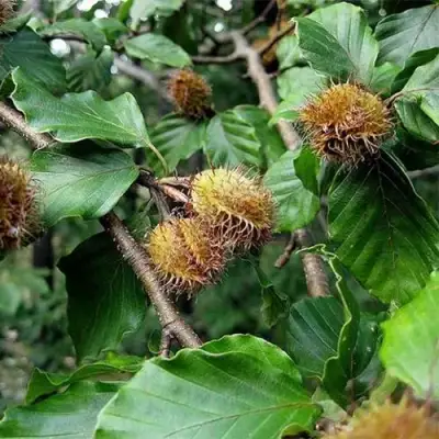 Бук обыкновенный в Бресте