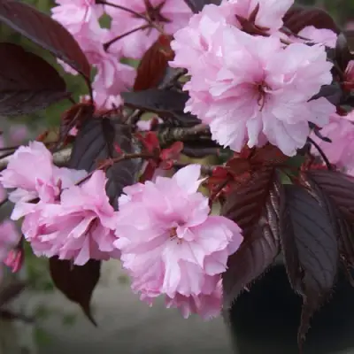 Сакура РОЯЛ БУРГУНДИ в Бресте