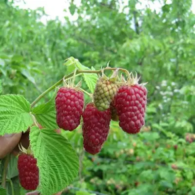 Малина ЛЯЧКА (ЛАШКА, ЛЯШКА) в Бресте