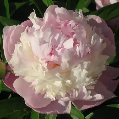 Пион ЩЕРБЕТ травянистый в Бресте