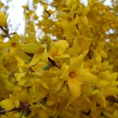 Форзиция ТАРАНДТ промежуточная в Бресте